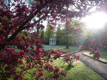 Boom met paarse bloemen, Leopoldsprudel op de achtergrond