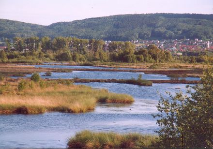 Landschap aan het meer bij het grote veen in Hille