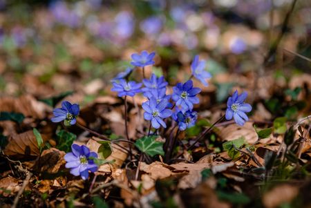 leverbloem