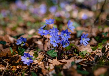 leverbloem