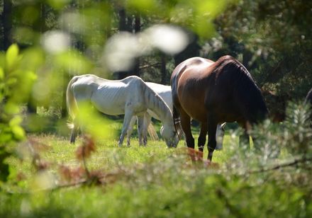 Senner-paarden grazen in de wei