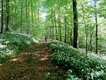 Bärlauchblüte im Naturerbe Wald bei Altenbeken - Foto: M. Wessels