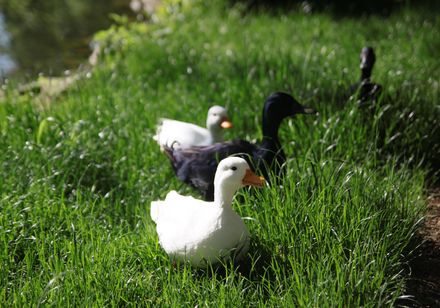 Eenden in het meergeneratiepark Dörentrup