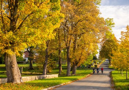 Een laan omzoomd door herfstbomen