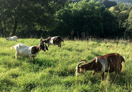 Geiten op een weide in Dalhausen