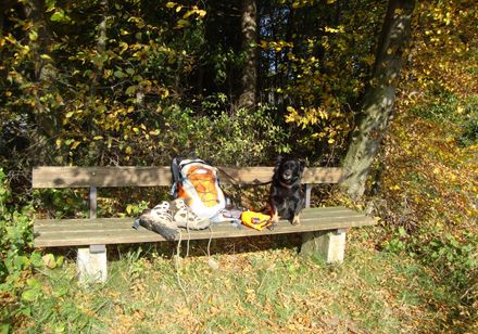 Hund entspannt sich auf Bank, Foto: Max und Moritz Hundewandertouren