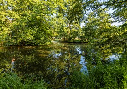 Bomen aan het water bij landgoed Bustedt