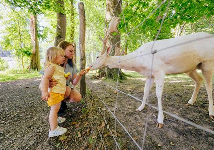 Kind voor wildpark in het Gräfliche Park