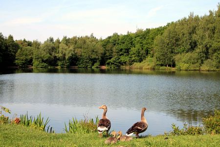 Landschapspark in Dörentrup met ganzen