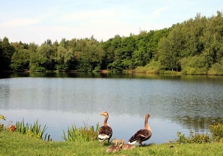 Landschapspark in Dörentrup met ganzen