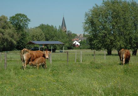 Weide met koeien