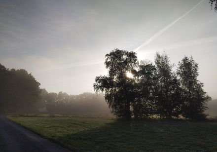 Morgenstimmung - Nebel. Foto: Teutoburger Wald Tourismsu, T. Valentien