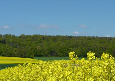 Koolzaadveld voor Stemweder Berg
