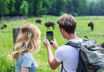 Stel voor het wisentverblijf, man fotografeert met zijn smartphone