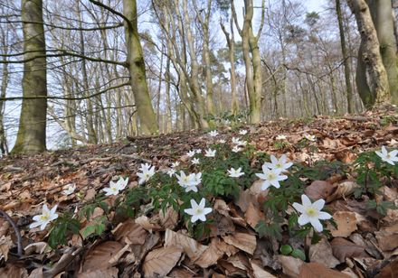 Bosanemoon in het bos