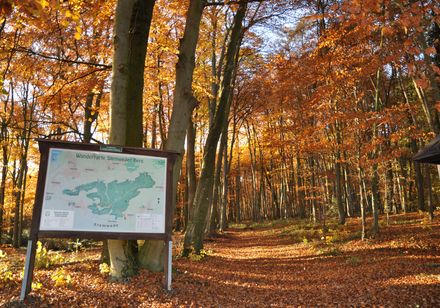 Wandelpad in de herfst