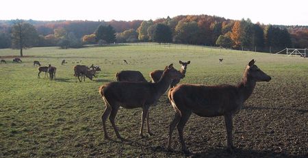 Herten in het wildpark Willebadessen