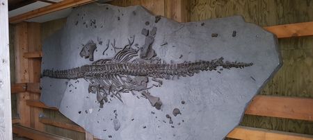 Dino-replica in de Lattbergtoren