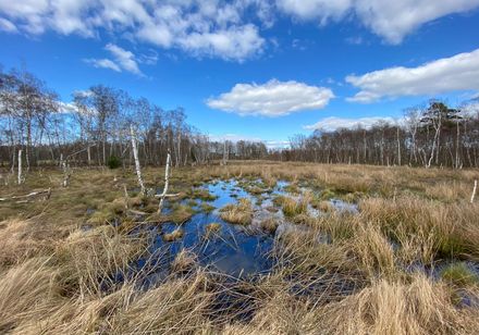 Großes Torfmoor bei Hille 