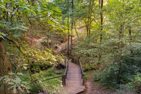 Een houten loopbrug slingert zich door het bos