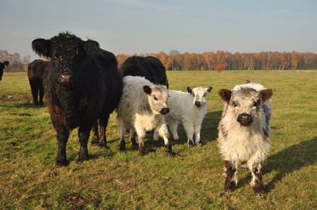 Scharrelkoeien op het Oppenweher Moor