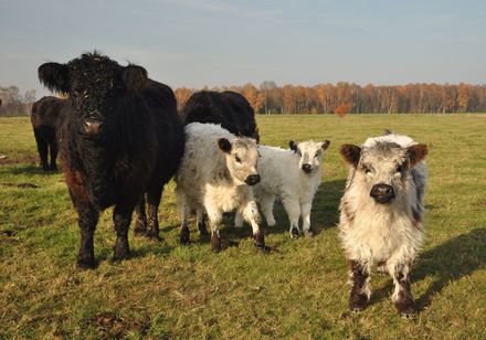 Scharrelkoeien op het Oppenweher Moor
