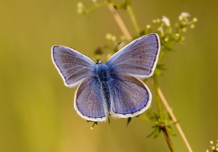 Blauwe vlinder