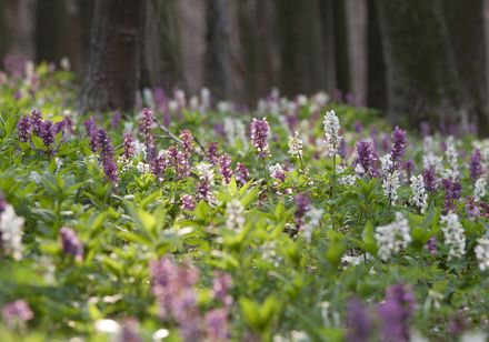 bloeiende ridderspoor