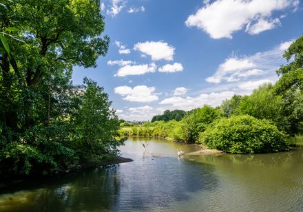 Groene rivier met zwanen