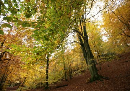 Herbst im Teutoburger Wald, Foto: M. Schrumpf