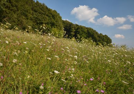 Wilde bloemenweide op de Stemweder Berg