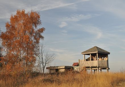 Vogelstand in het Openweher Moor