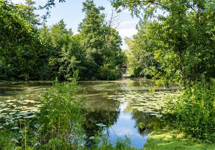 klein meer omringd door bomen