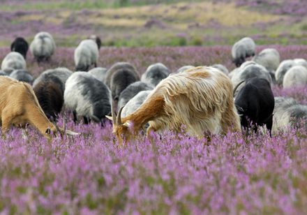 Heidschnucken in de Moosheide