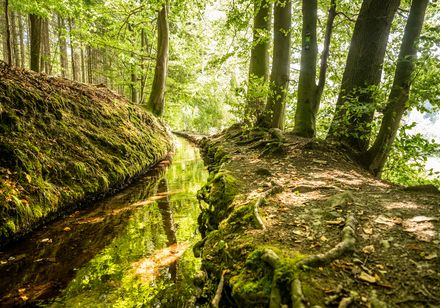 Stadtwasser Schieder-Schwalenberg: Naturansicht im Wald mit Bachlauf